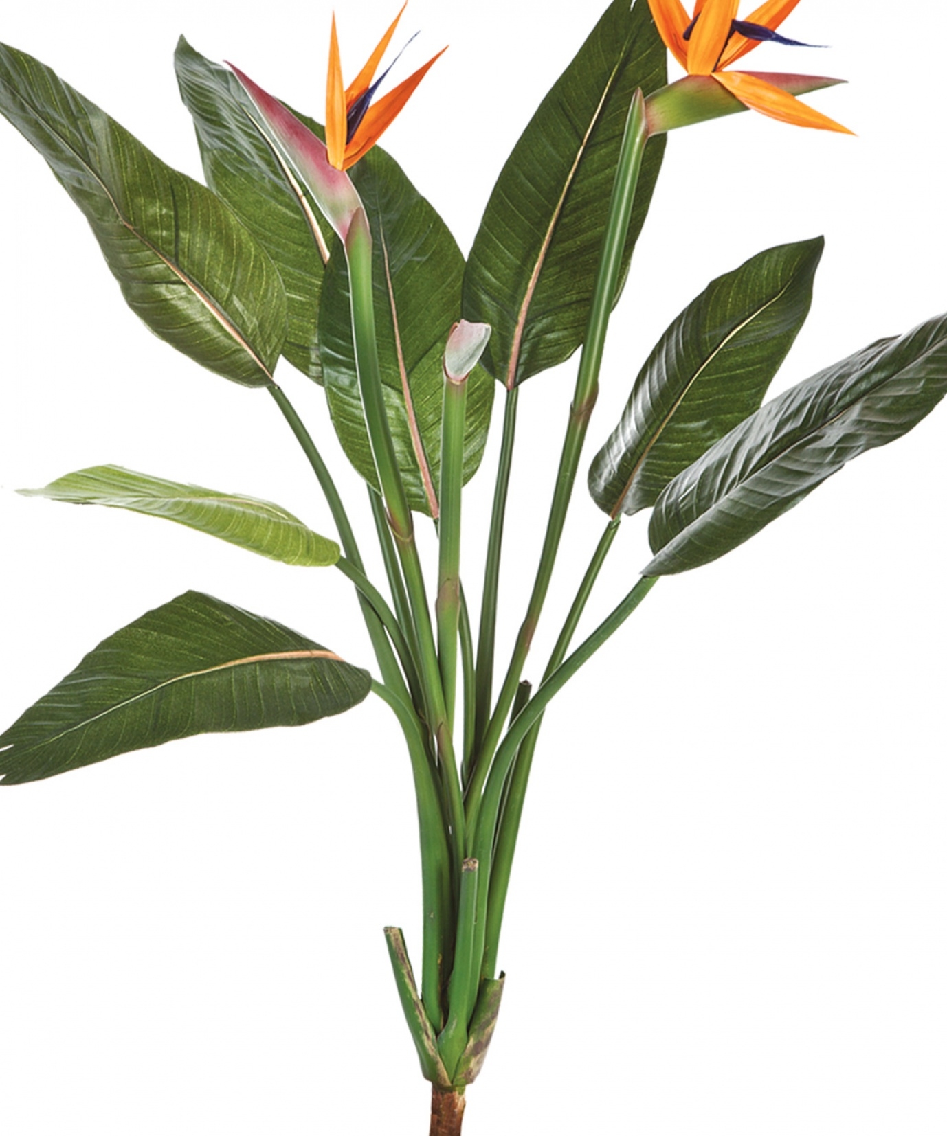 Strelitzia bush x 11 100 cm