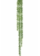 String Of Pearls Hanging Bush 90 cm