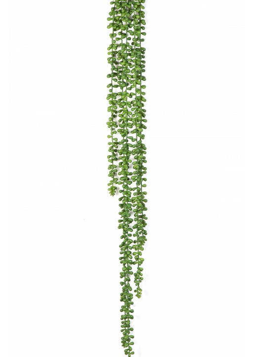 String Of Pearls Hanging Bush 90 cm