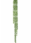 String Of Pearls Hanging Bush 90 cm