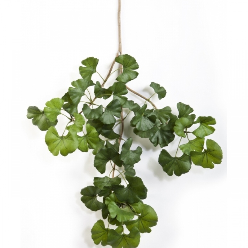 Sweet gingko spray x 52 60 cm