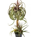 TILLANDSIA STREPTOPHYLLA W/POT 78 cm