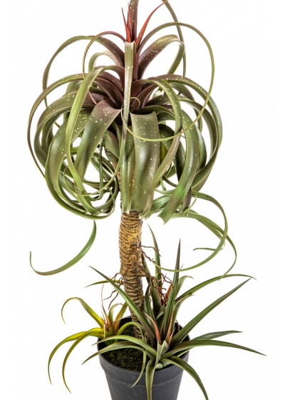 TILLANDSIA STREPTOPHYLLA W/POT 78 cm
