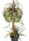 TILLANDSIA STREPTOPHYLLA W/POT 78 cm