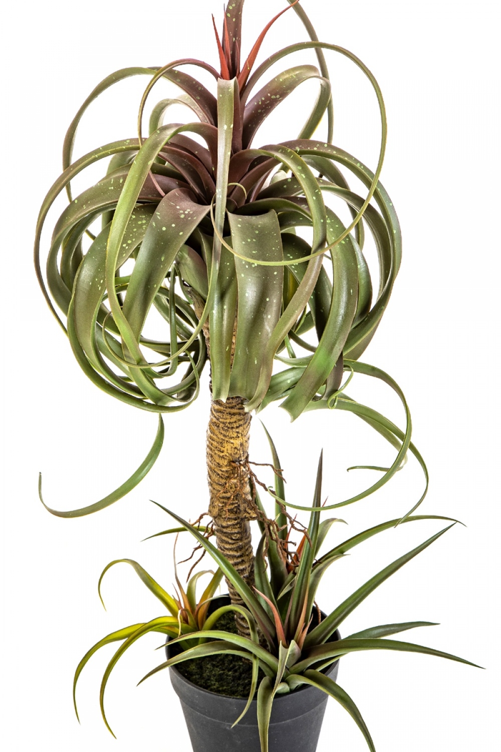 TILLANDSIA STREPTOPHYLLA W/POT 78 cm
