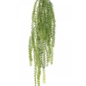 Tasselfern Hanging Bush 70 cm