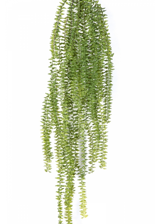 Tasselfern Hanging Bush 70 cm