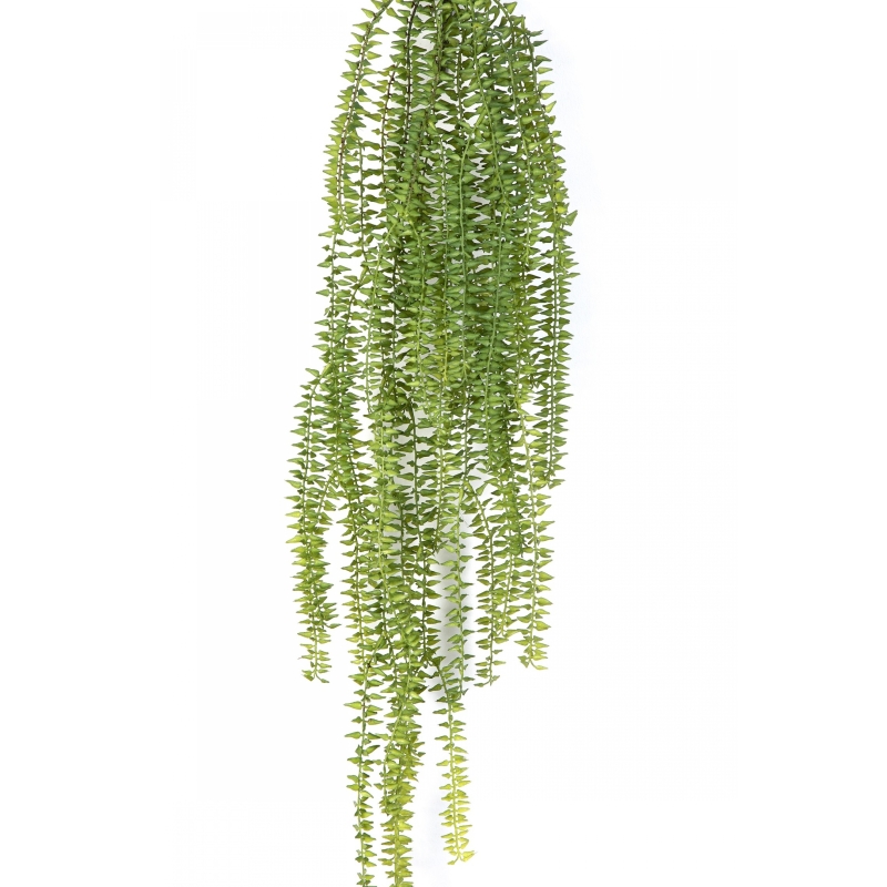 Tasselfern Hanging Bush 70 cm