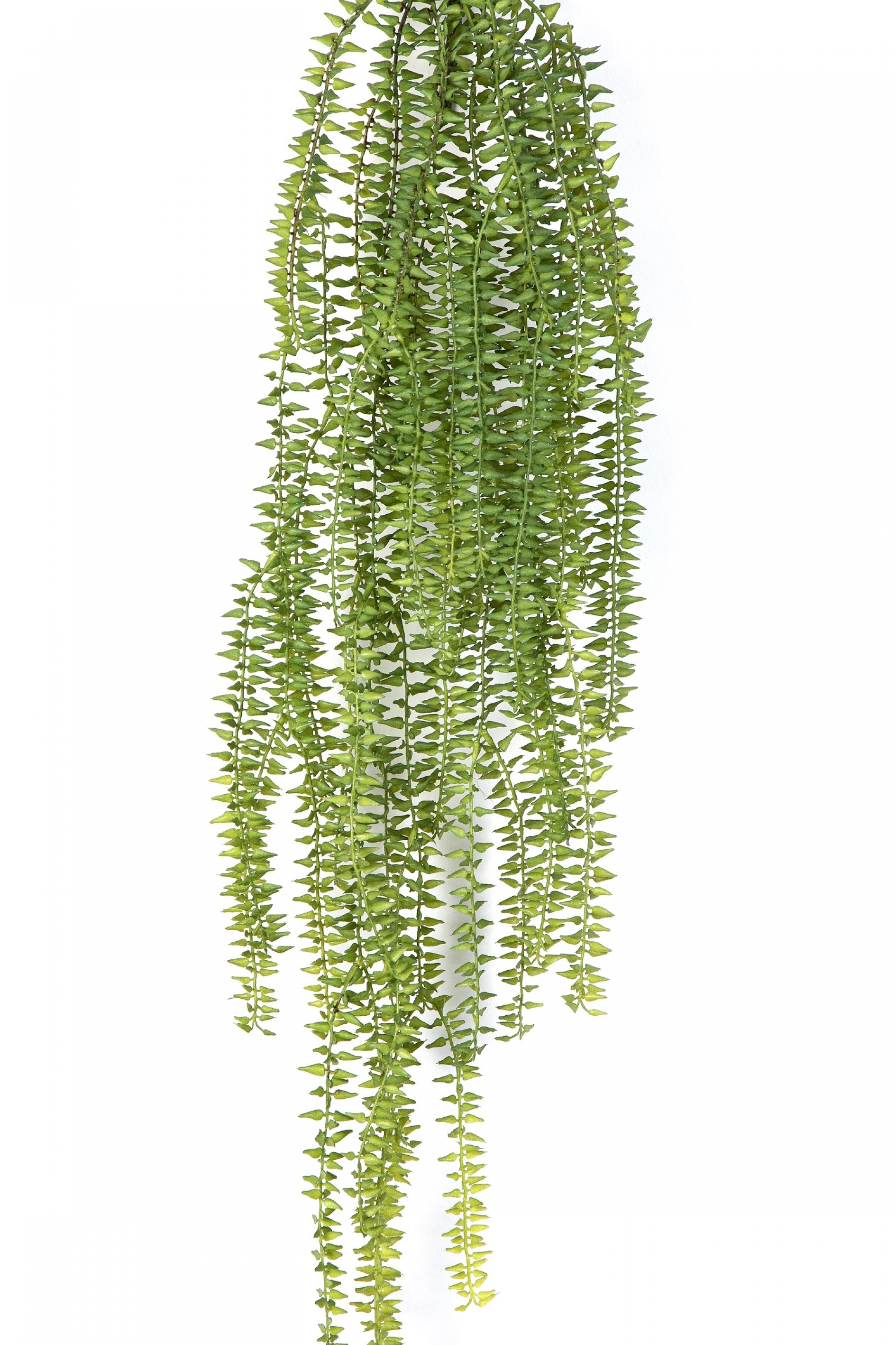 Tasselfern Hanging Bush 70 cm