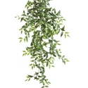 Tradescantia Hanging Bush x 15 105-125 cm