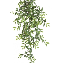 Tradescantia Hanging Bush x 15 105-125 cm