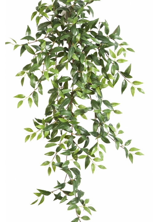 Tradescantia Hanging Bush x 15 105-125 cm