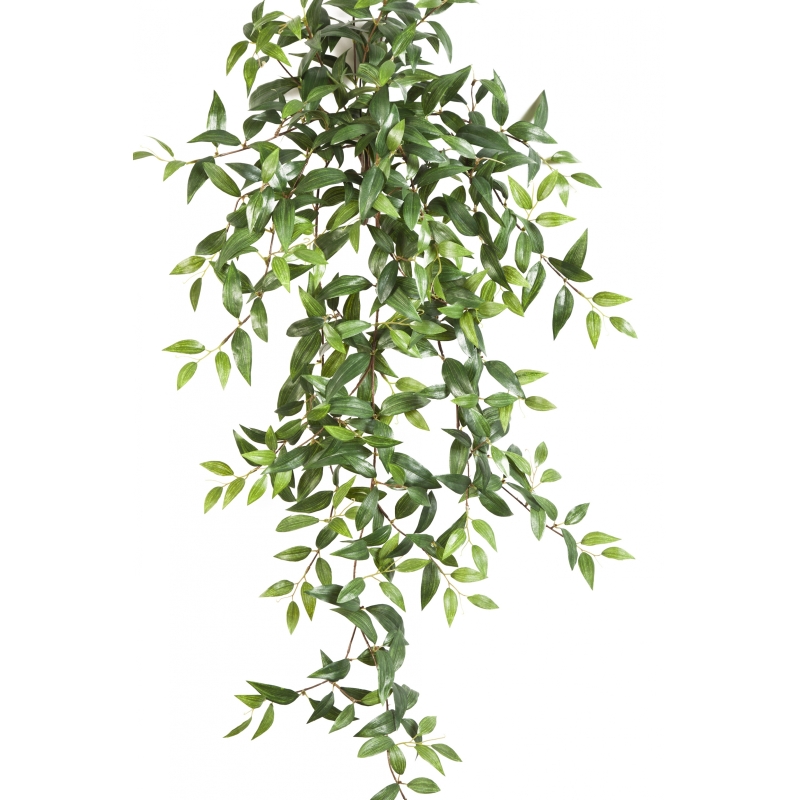 Tradescantia Hanging Bush x 15 105-125 cm