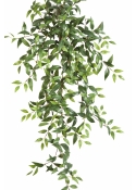 Tradescantia Hanging Bush x 15 105-125 cm