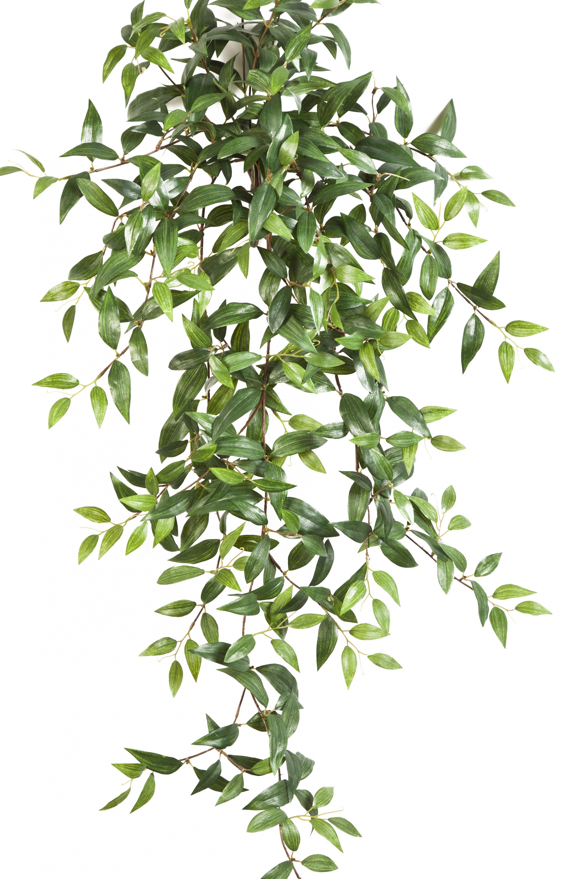 Tradescantia Hanging Bush x 15 105-125 cm