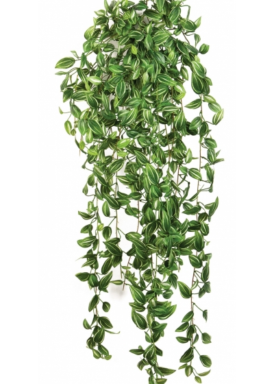 Tradescantia hanging bush 85 cm