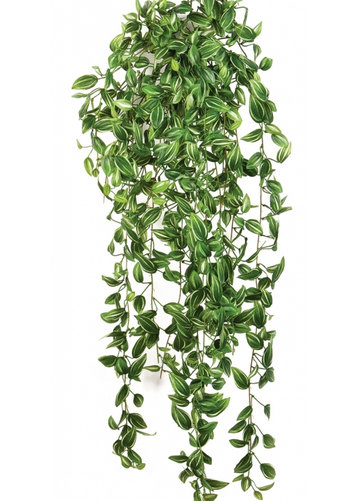 Tradescantia hanging bush 85 cm