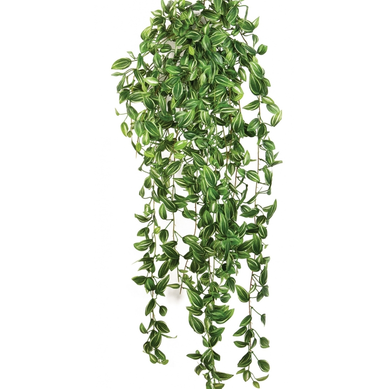 Tradescantia hanging bush 85 cm