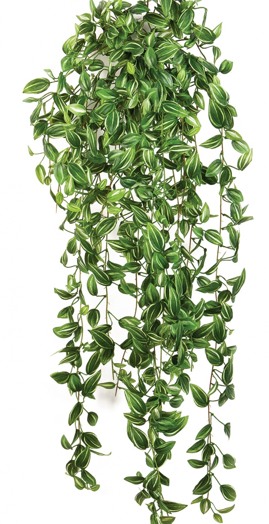 Tradescantia hanging bush 85 cm