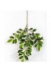 Var. ficus folia spray 48 cm
