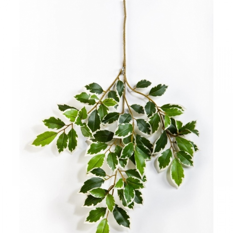 Var. ficus folia spray 48 cm