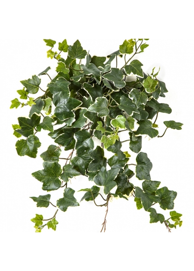 Variegated Ivy Hanging Busch x 133 - UV 48 cm