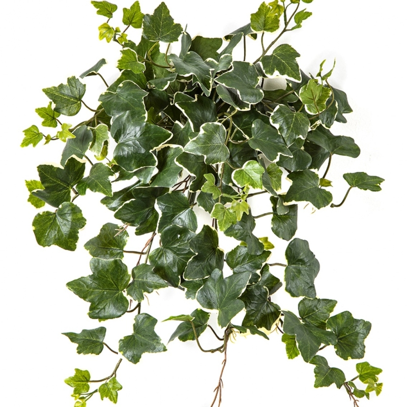 Variegated Ivy Hanging Busch x 133 - UV 48 cm