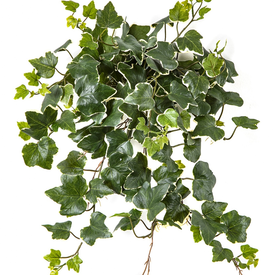 Variegated Ivy Hanging Busch x 133 - UV 48 cm