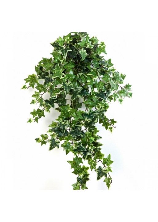 Variegated Ivy Hanging Bush x 12 70-110 cm