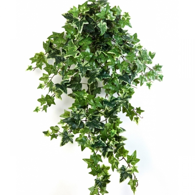 Variegated Ivy Hanging Bush x 12 70-110 cm