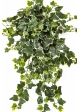 Variegated Ivy Hanging Bush x 262 -UV 65 cm