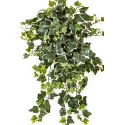 Variegated Ivy Hanging Bush x 262 -UV 65 cm