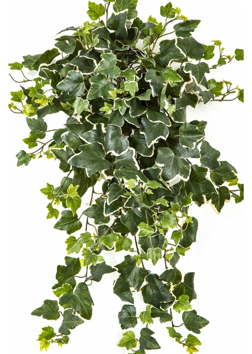 Variegated Ivy Hanging Bush x 262 -UV 65 cm