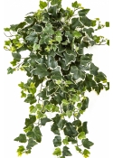 Variegated Ivy Hanging Bush x 262 -UV 65 cm