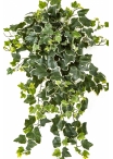 Variegated Ivy Hanging Bush x 262 -UV 65 cm