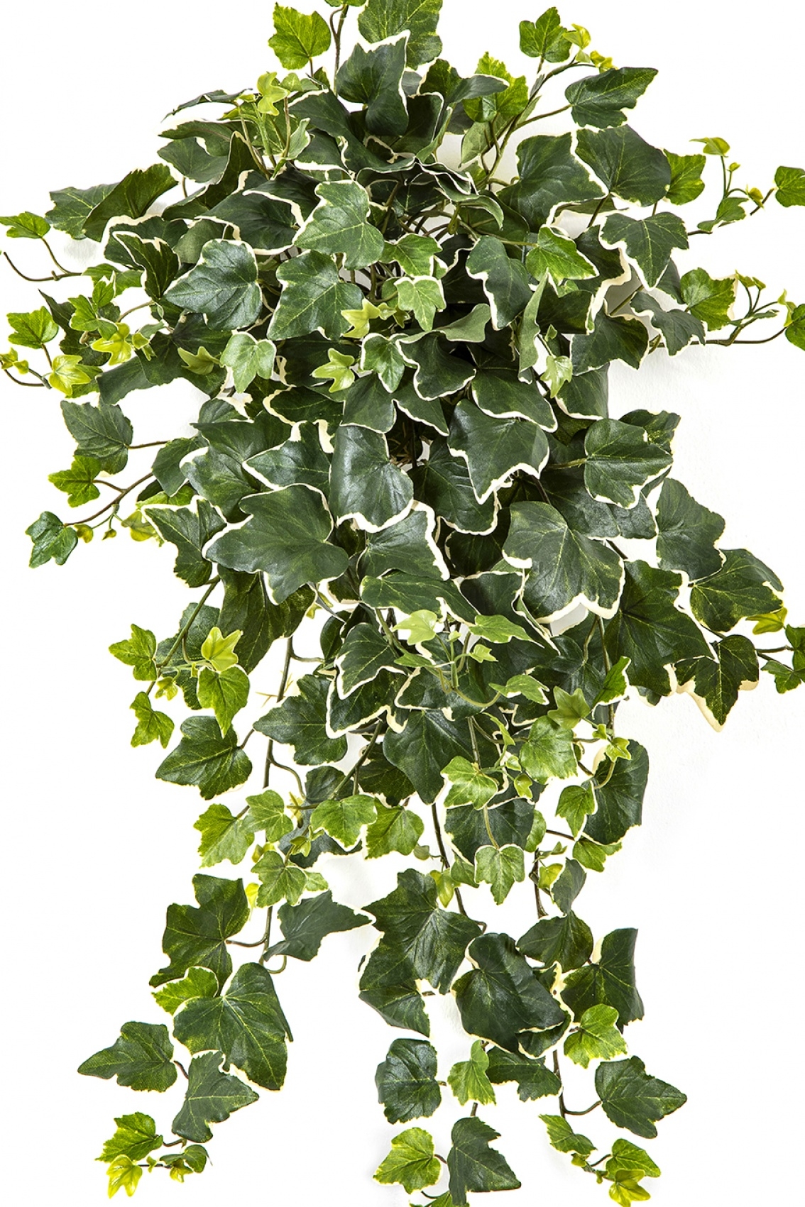 Variegated Ivy Hanging Bush x 262 -UV 65 cm