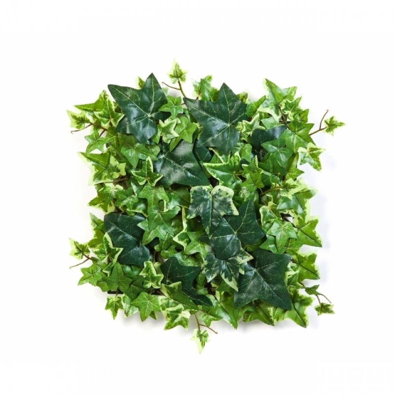 Variegated Ivy Mat 30x30 cm 30 cm