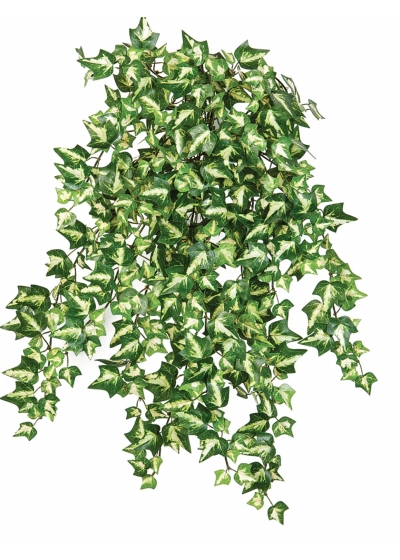 Variegated Ivy x 560 560 cm