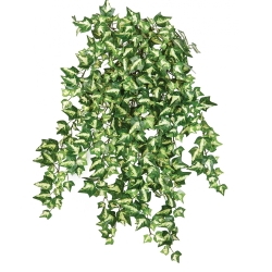 Variegated Ivy x 560 560 cm
