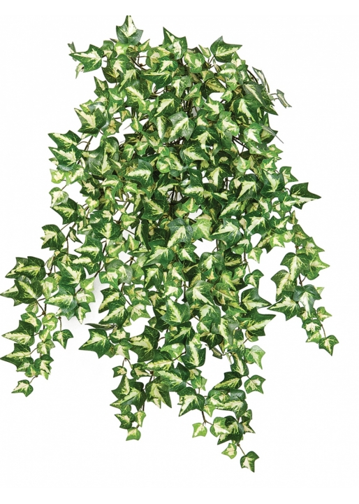 Variegated Ivy x 560 560 cm