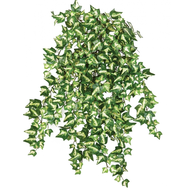 Variegated Ivy x 560 560 cm