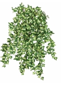 Variegated Ivy x 560 560 cm