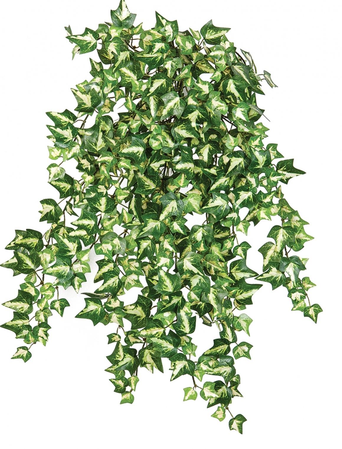 Variegated Ivy x 560 560 cm