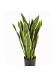 Variegated Sanseveria w/pot 80-93 cm