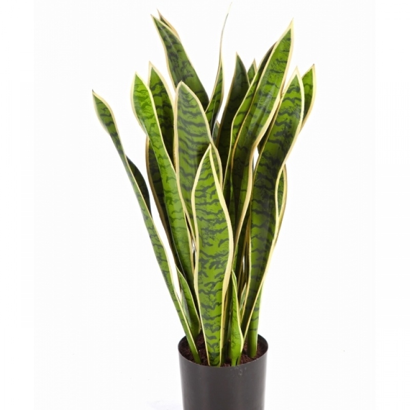 Variegated Sanseveria w/pot 80-93 cm