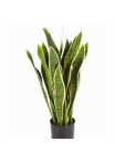 Variegated Sanseveria w/pot 80-93 cm