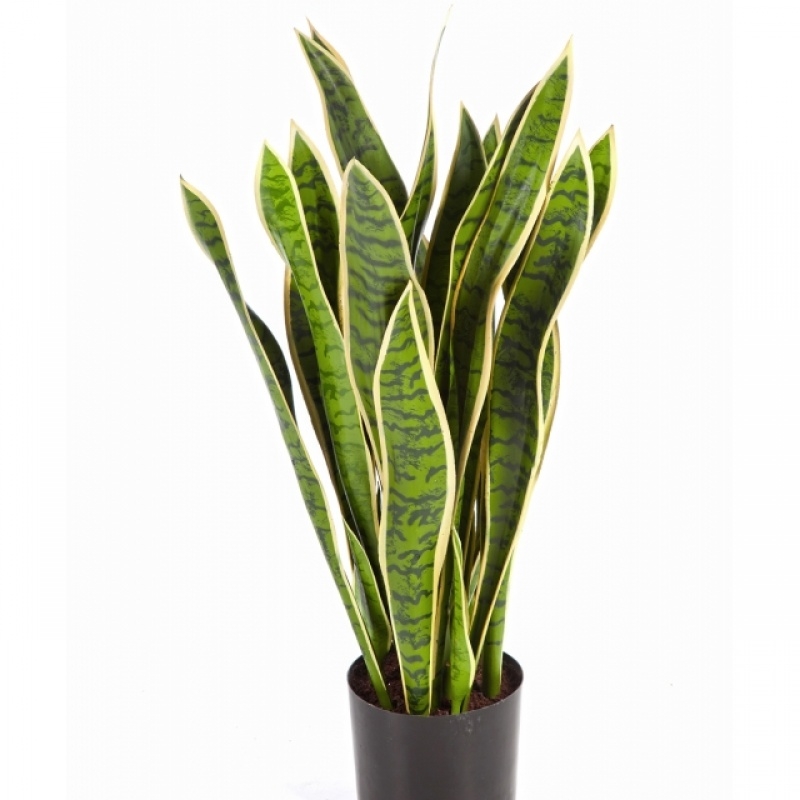 Variegated Sanseveria w/pot 80-93 cm