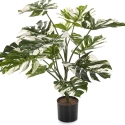 Variegated Split Philo w/pot 85 cm