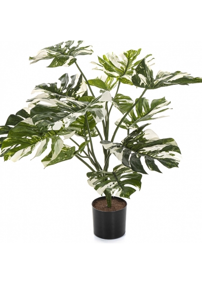 Variegated Split Philo w/pot 85 cm