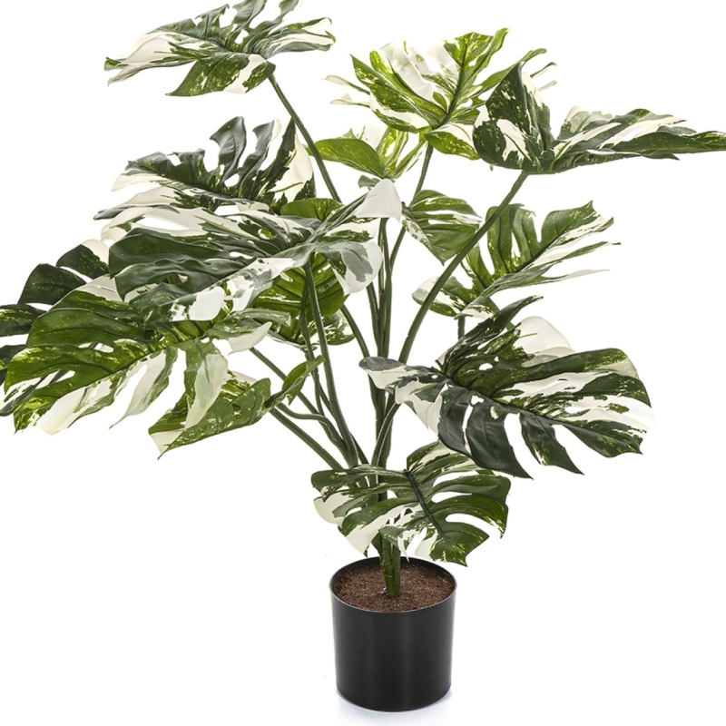 Variegated Split Philo w/pot 85 cm
